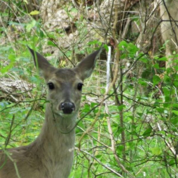 deer at lake sommerville state park texas