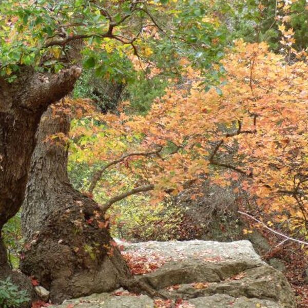 fall color at lost maples state natural area