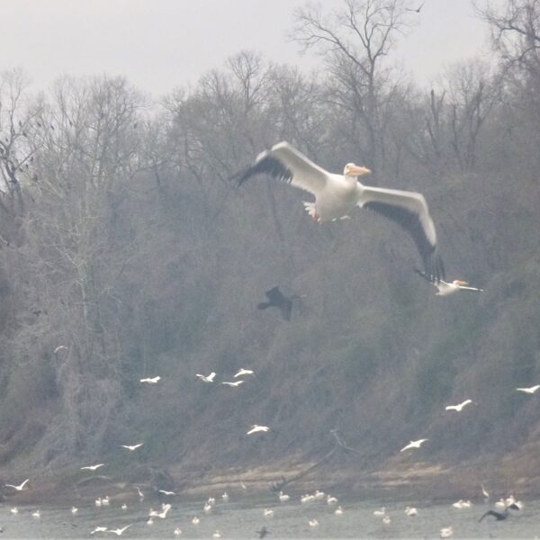 pelicans by the livingston dam
