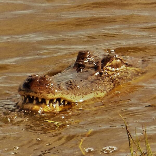 gator at anahuac national wildlife refuge