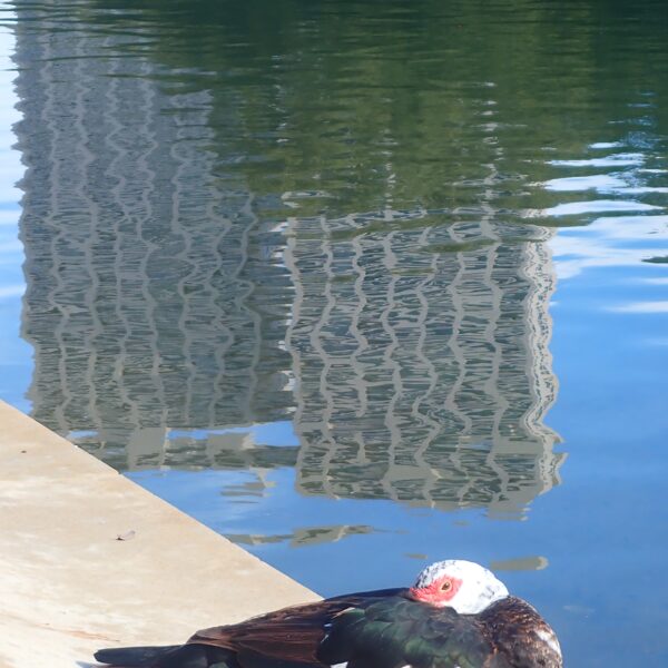 muscovy duck resting in houston