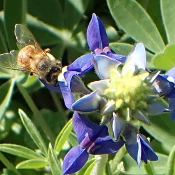 bee on blue