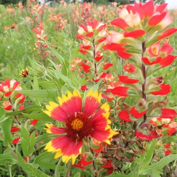 paintbrush and blankets