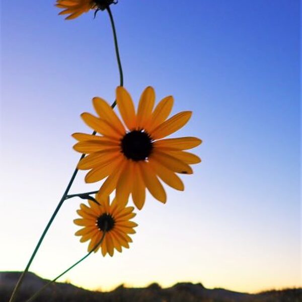 black eyed susans at monahans sandhills texas