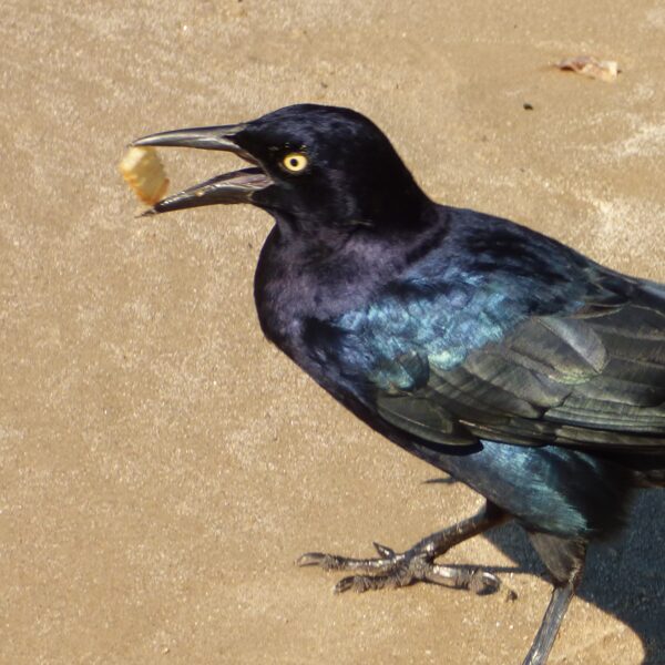 grackle with treat