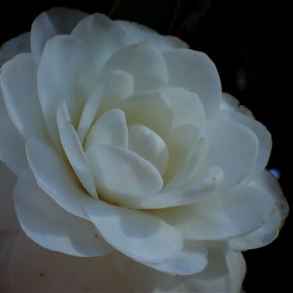 white camelia at bock towers gardens florida