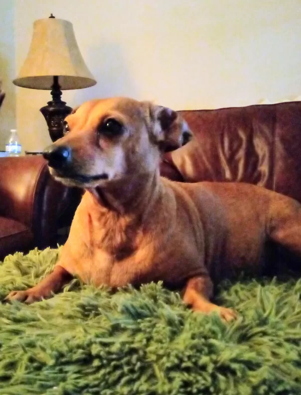 miss heidi