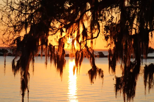 spanish moss at lake livingston state park texas