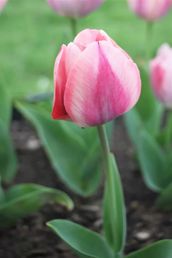 a tulip