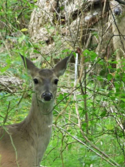 deer at lake sommerville state park texas