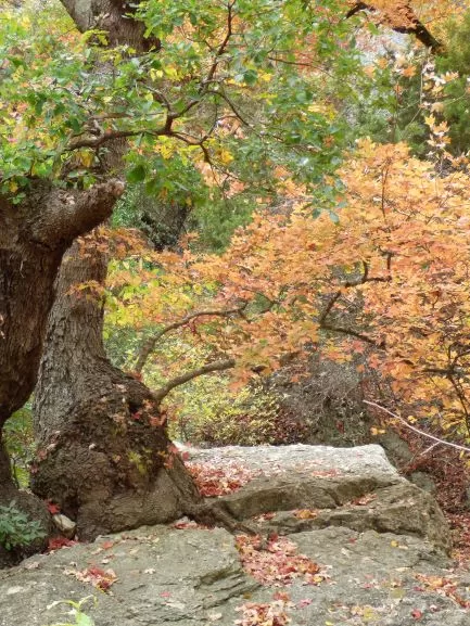 fall color at lost maples state natural area