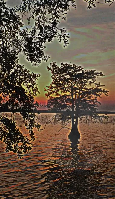 sunset cypress at martin dies state park texas