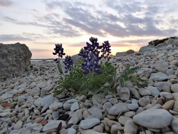 bluebonnets and rocks