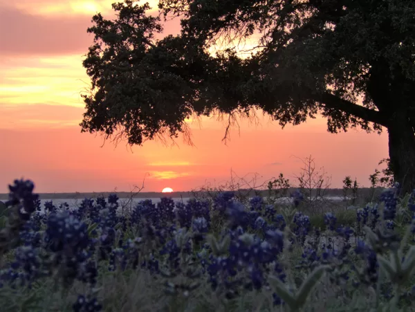 bluebonnets at sunset