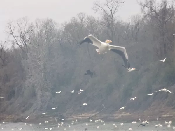 pelicans by the livingston dam