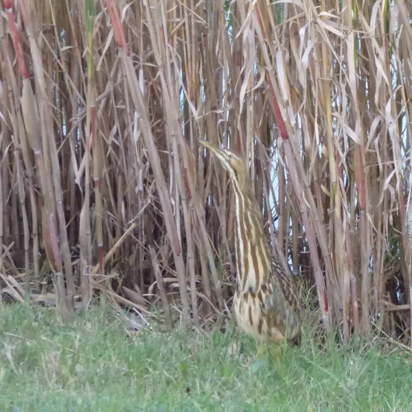 camoflouge at anahuac