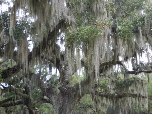 spanish moss fountaine bleau state park louisanna