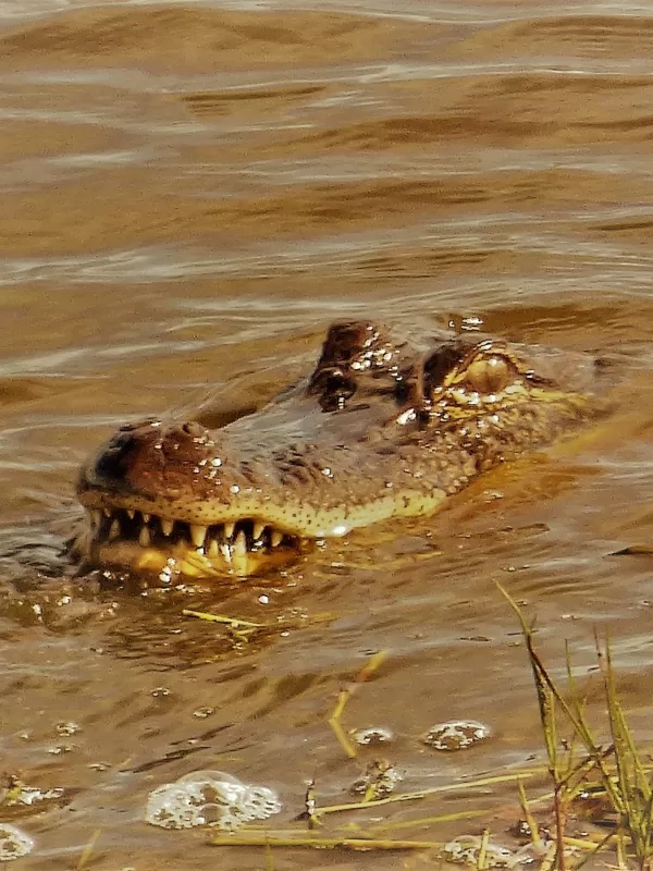 gator at anahuac national wildlife refuge