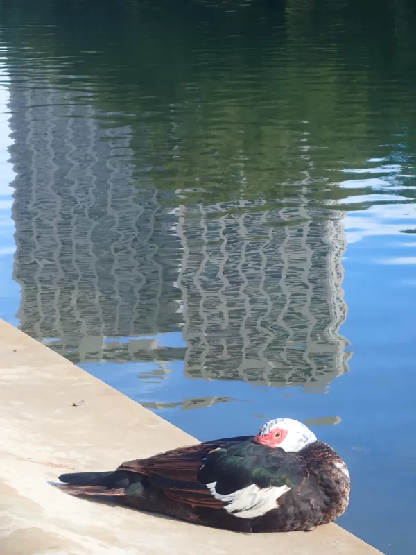 muscovy duck resting in houston