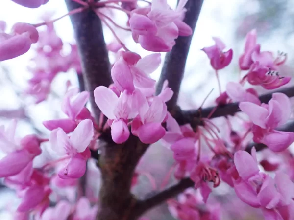 redbuds