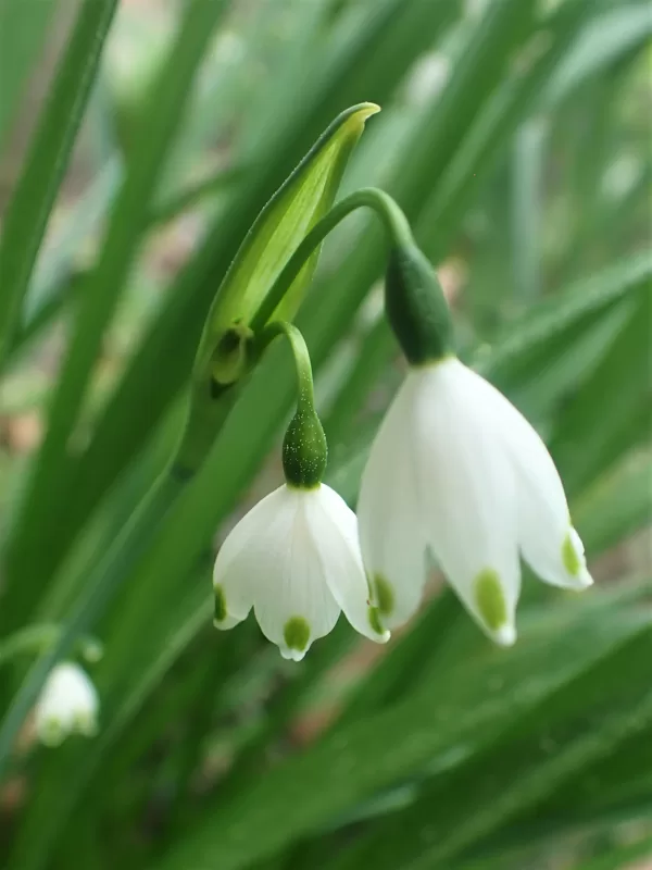 tiny flowers