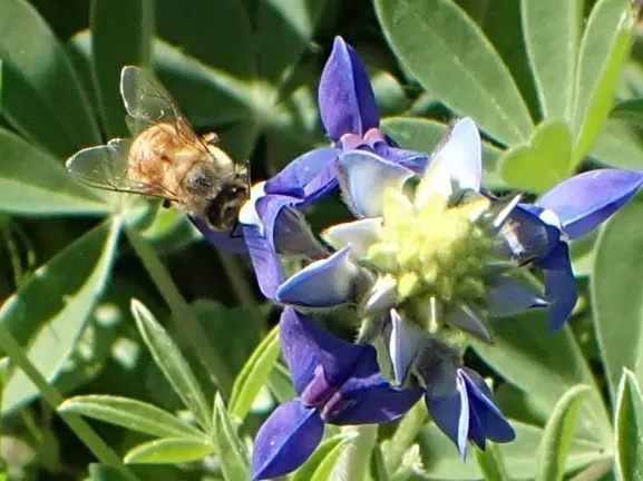 bee on blue