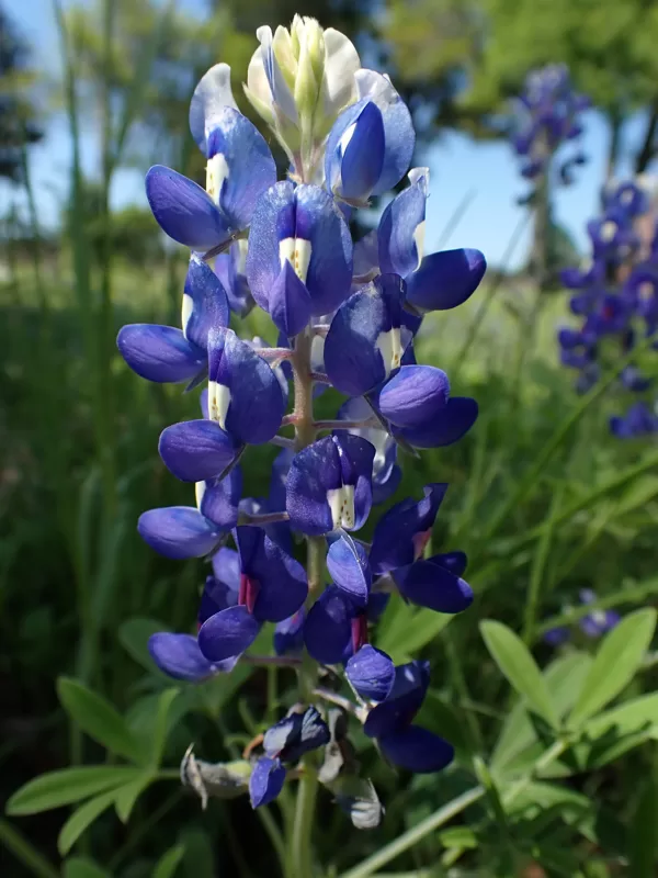 bluebonnet close up