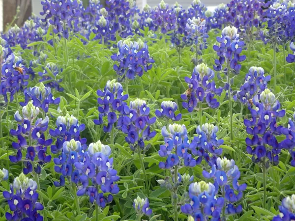 bluebonnet field