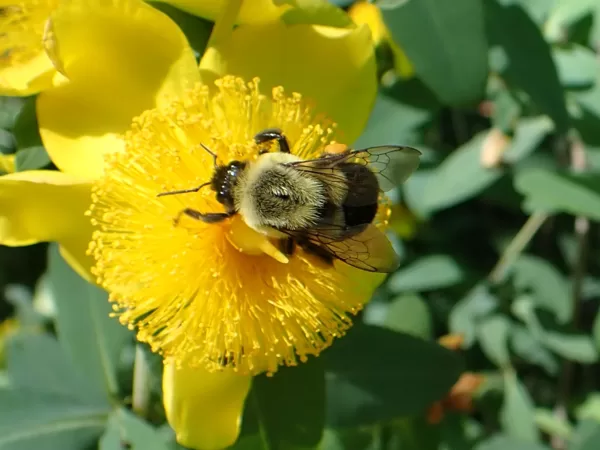 bumble bee