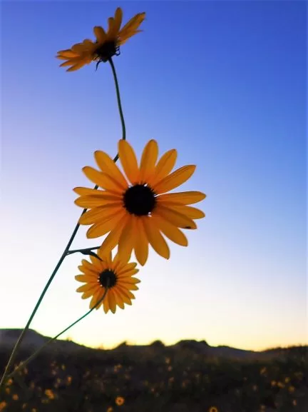 black eyed susans at monahans sandhills texas