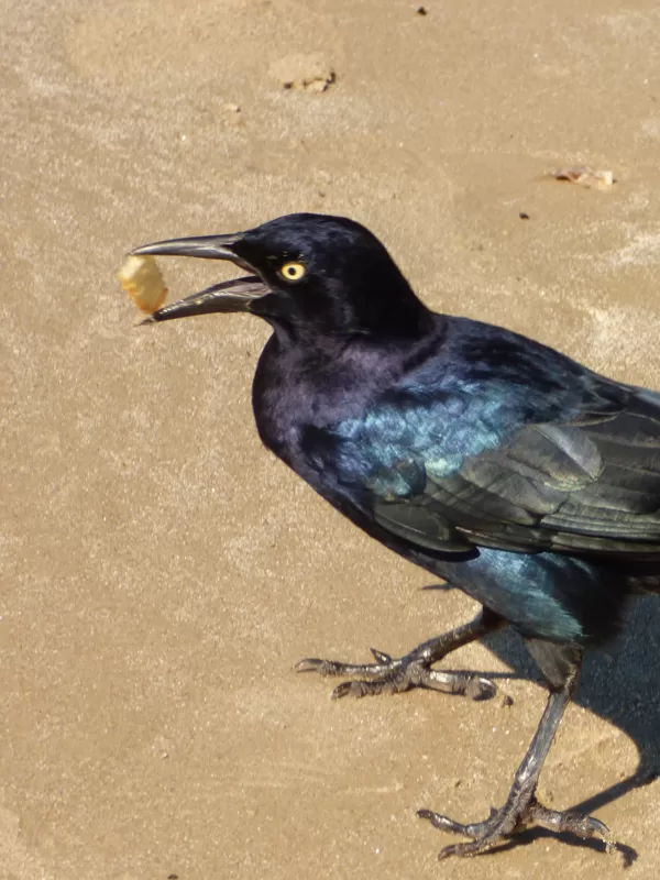grackle with treat