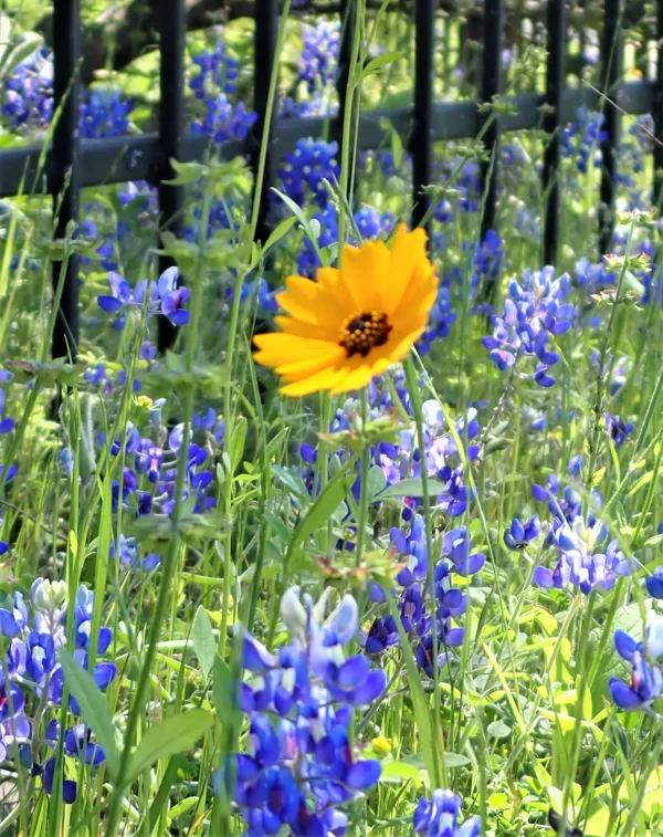 bluebonnets with sunflower