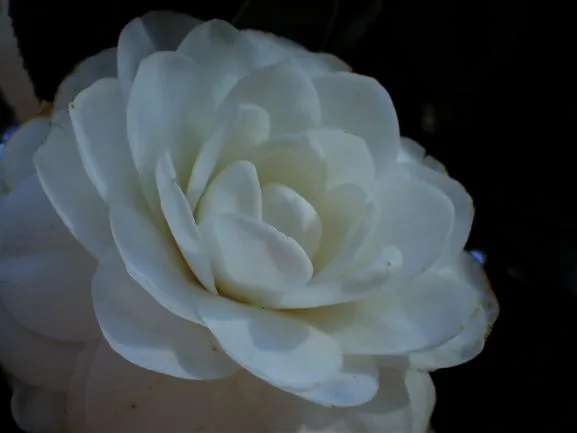 white camelia at bock towers gardens florida