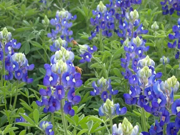 bee filled bluebonnet field