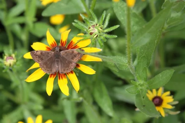 butterfly on flower